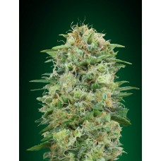 White Widow CBD Feminised Seeds White Widow CBD Feminised Seeds