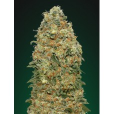 White Widow Feminised Seeds White Widow Feminised Seeds