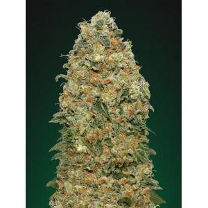 White Widow Feminised Seeds White Widow Feminised Seeds