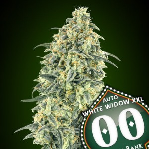 White Widow XXL Auto Feminised Seeds White Widow XXL Auto Feminised Seeds