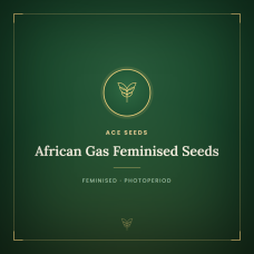 African Gas Feminised Seeds African Gas Feminised Seeds