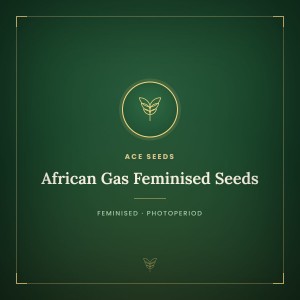 African Gas Feminised Seeds
