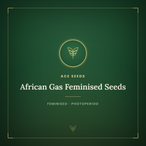 African Gas Feminised Seeds African Gas Feminised Seeds