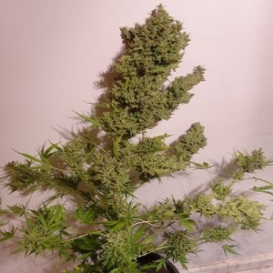 Malawi x NL Auto Feminised Seeds Malawi x NL Auto Feminised Seeds