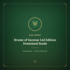 Brume of Incense Ltd Edition Feminised Seeds Brume of Incense Ltd Edition Feminised Seeds