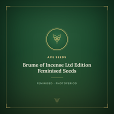 Brume of Incense Ltd Edition Feminised Seeds Brume of Incense Ltd Edition Feminised Seeds