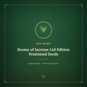 Brume of Incense Ltd Edition Feminised Seeds Brume of Incense Ltd Edition Feminised Seeds