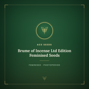 Brume of Incense Ltd Edition Feminised Seeds Brume of Incense Ltd Edition Feminised Seeds