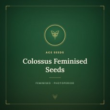 Colossus Feminised Seeds Colossus Feminised Seeds