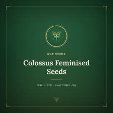 Colossus Feminised Seeds