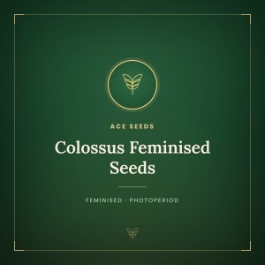 Colossus Feminised Seeds Colossus Feminised Seeds