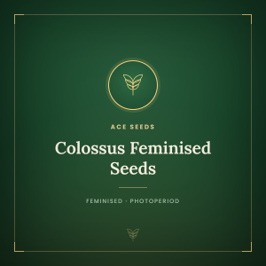 Colossus Feminised Seeds