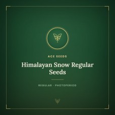 Himalayan Snow Regular Seeds