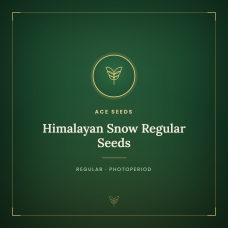Himalayan Snow Regular Seeds Himalayan Snow Regular Seeds