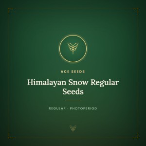 Himalayan Snow Regular Seeds Himalayan Snow Regular Seeds