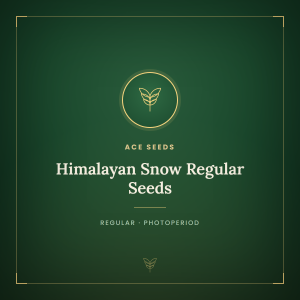 Himalayan Snow Regular Seeds Himalayan Snow Regular Seeds