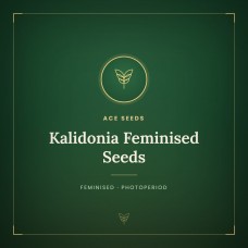 Kalidonia Feminised Seeds