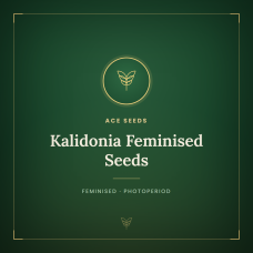 Kalidonia Feminised Seeds