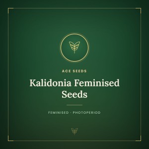 Kalidonia Feminised Seeds Kalidonia Feminised Seeds
