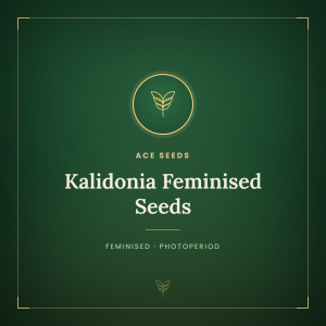 Kalidonia Feminised Seeds Kalidonia Feminised Seeds