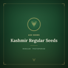 Kashmir Regular Seeds Kashmir Regular Seeds
