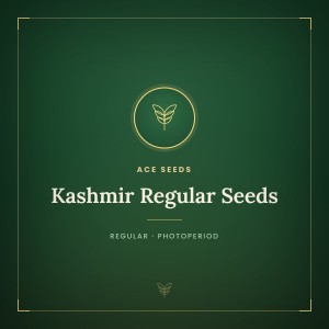 Kashmir Regular Seeds Kashmir Regular Seeds