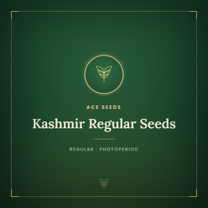 Kashmir Regular Seeds Kashmir Regular Seeds