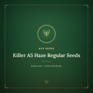Killer A5 Haze Regular Seeds Killer A5 Haze Regular Seeds