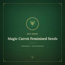 Magic Carrot Feminised Seeds