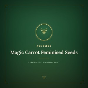 Magic Carrot Feminised Seeds Magic Carrot Feminised Seeds