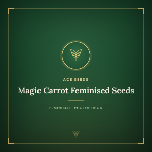 Magic Carrot Feminised Seeds Magic Carrot Feminised Seeds