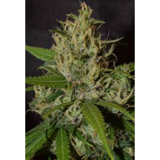 Oaxaca A5 Haze Feminised Seeds