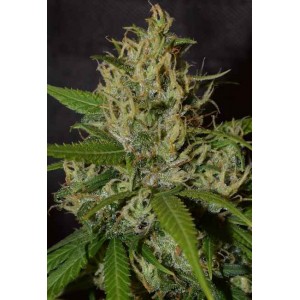 Oaxaca A5 Haze Feminised Seeds