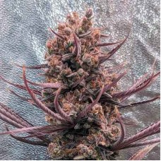 Panama Haze Regular Seeds Panama Haze Regular Seeds