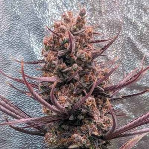 Panama Haze Regular Seeds Panama Haze Regular Seeds