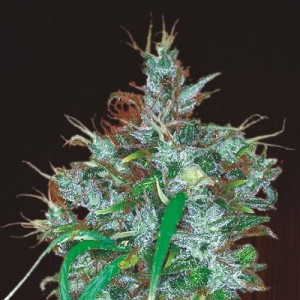 Panama Haze Feminised Seeds Panama Haze Feminised Seeds