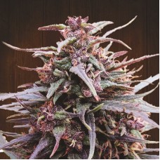Purple Haze x Malawi Feminised Seeds