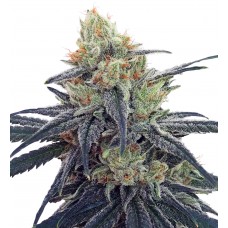 CBD #1 Feminised Seeds CBD #1 Feminised Seeds