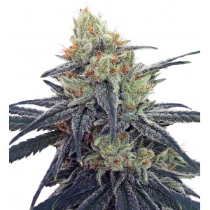 CBD #1 Feminised Seeds CBD #1 Feminised Seeds