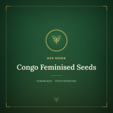 Congo Feminised Seeds
