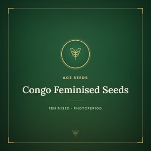 Congo Feminised Seeds Congo Feminised Seeds