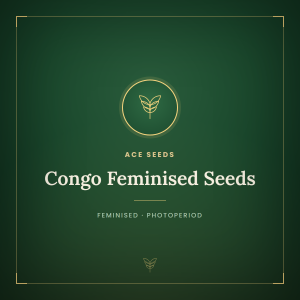 Congo Feminised Seeds Congo Feminised Seeds