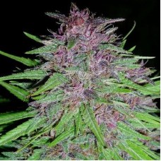 Erdpurt Regular Seeds Erdpurt Regular Seeds
