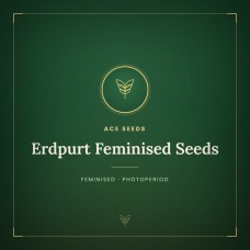 Erdpurt Feminised Seeds