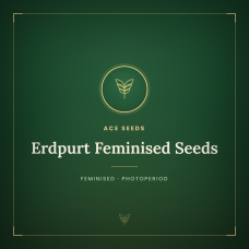 Erdpurt Feminised Seeds Erdpurt Feminised Seeds