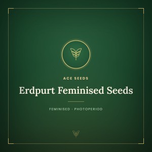 Erdpurt Feminised Seeds Erdpurt Feminised Seeds