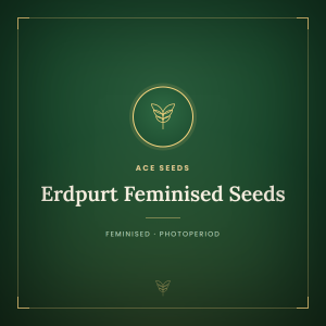 Erdpurt Feminised Seeds Erdpurt Feminised Seeds