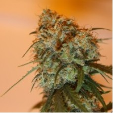 Golden Tiger Feminised Seeds