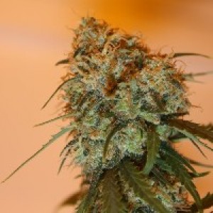 Golden Tiger Feminised Seeds Golden Tiger Feminised Seeds