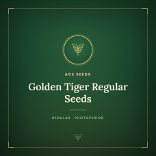 Golden Tiger Regular Seeds Golden Tiger Regular Seeds